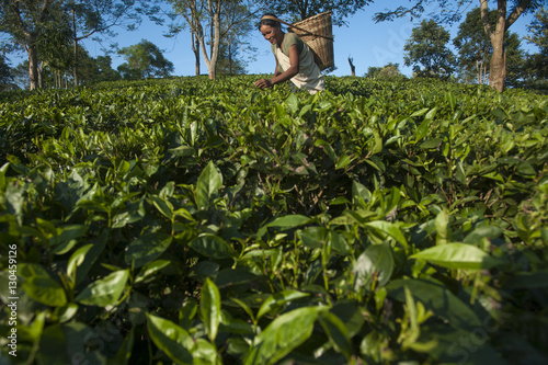 A woman collects tea leaves in Assam in north east India