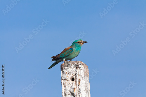 European roller (Coracias garrulus)