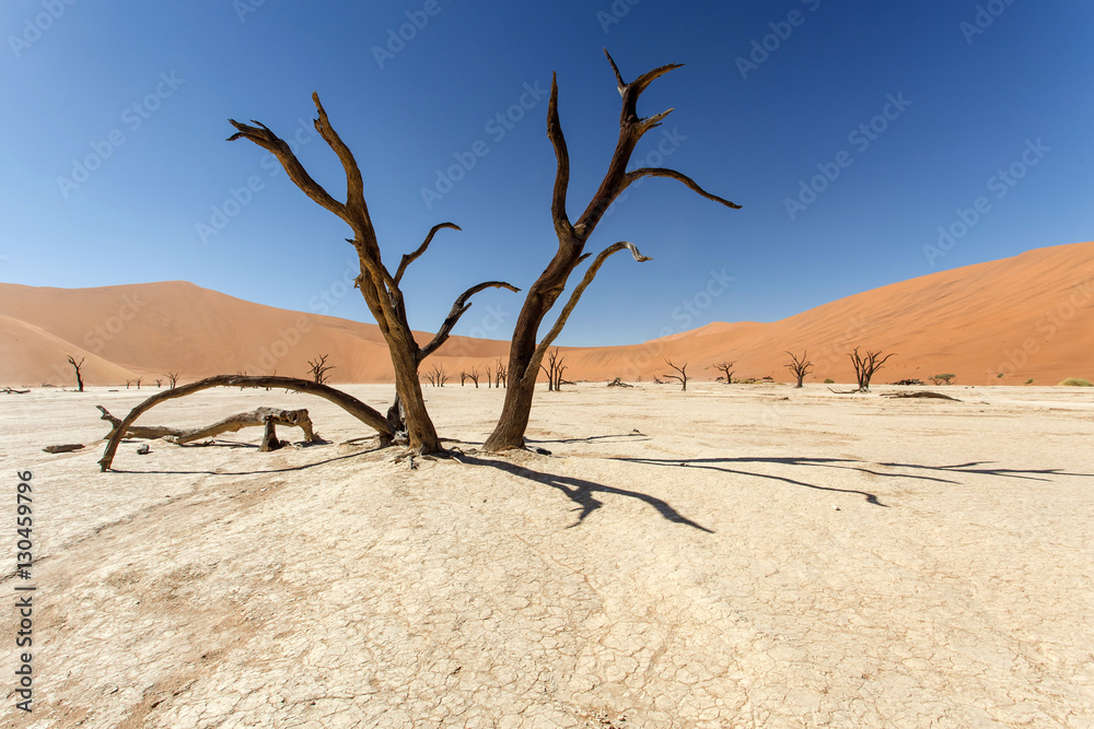 Dead Vlei - Sossusvlei, Namibia