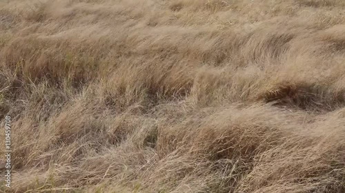 Autumn pasture: Yellow withered grass with blowing wind