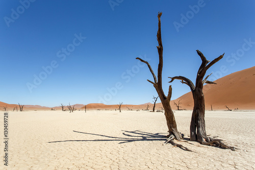 Dead Vlei - Sossusvlei  Namibia