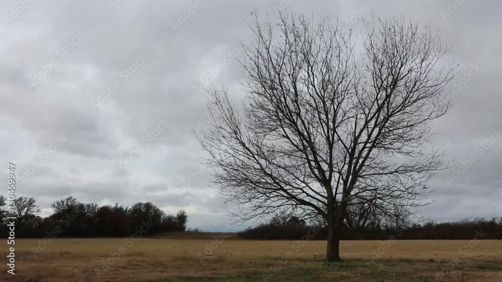 Leafless lonely tree blowing in a strong wind under an overcast sky. Nature or agricultural background. Leafless lonely tree blowing in a strong wind under an overcast sky. Nature or agricultural background.
