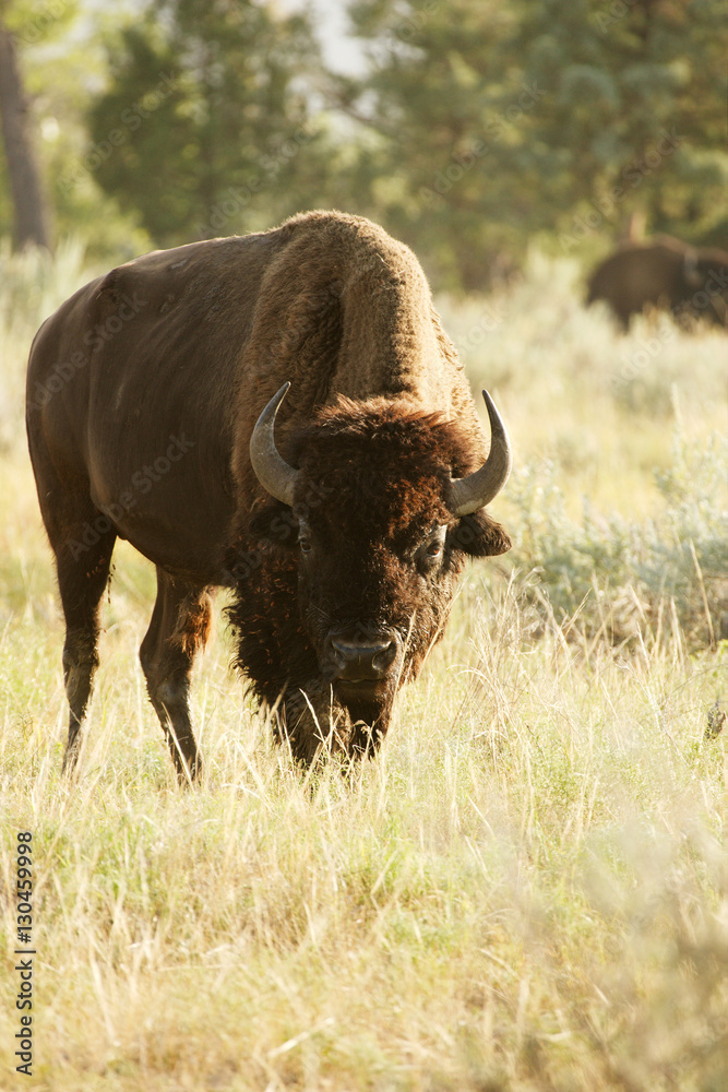 Bison