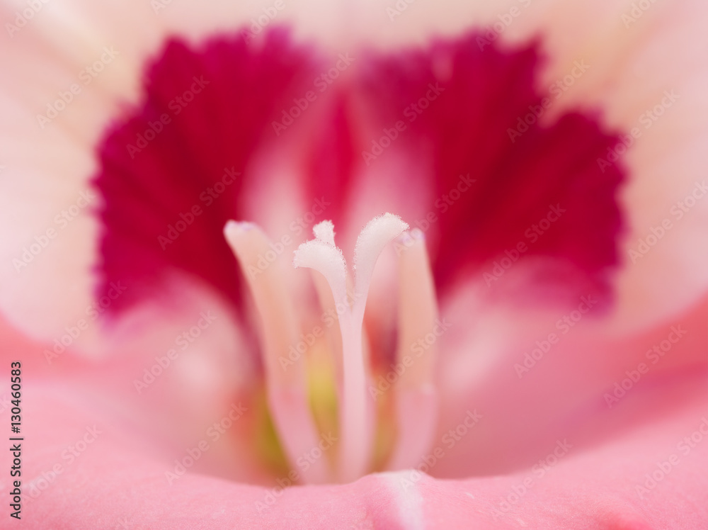 Closeup of Gladiolus flower with stigma against the dark pink part of the petal on background