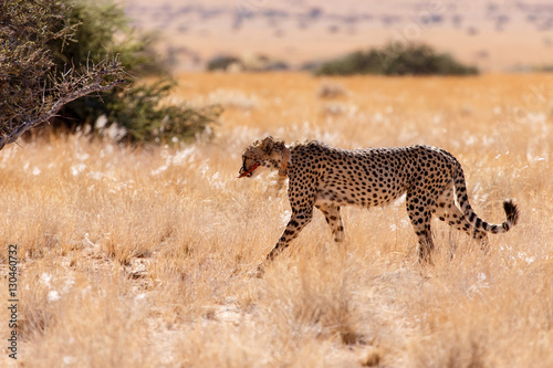 Cheetah Eats in Sossusvlei, Namibia