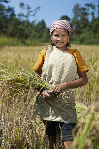 A girl harvests rice in the East Khasi hills of Meghalaya in north east India