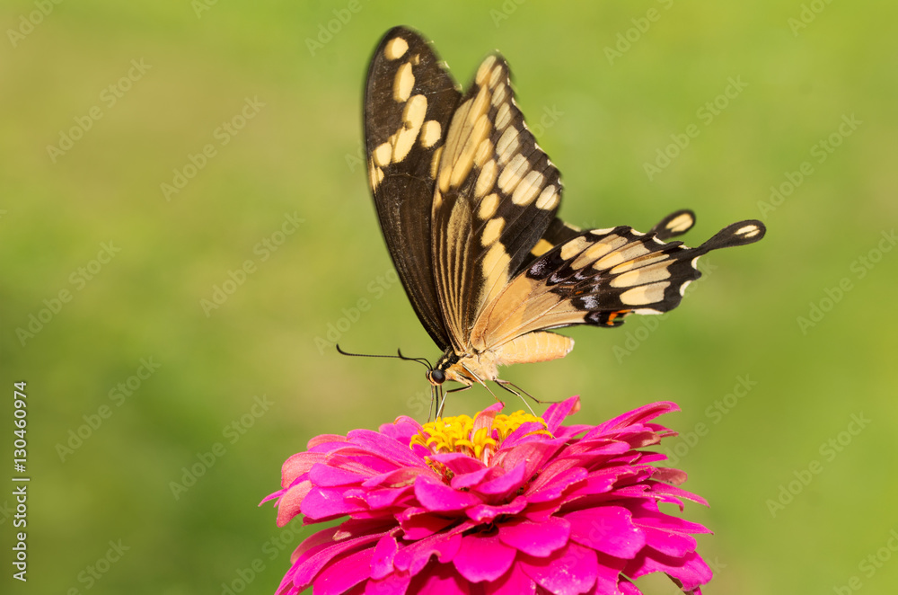Giant Swallowtail on a pink flower against green background Giant Swallowtail on a pink flower against green background
