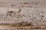 Springbok - Etosha Safari Park in Namibia