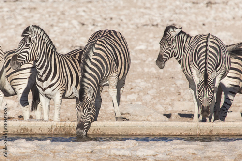 Zebra - Etosha  Namibia