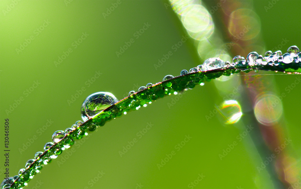 water drops on leaves in moring water drops on leaves in moring