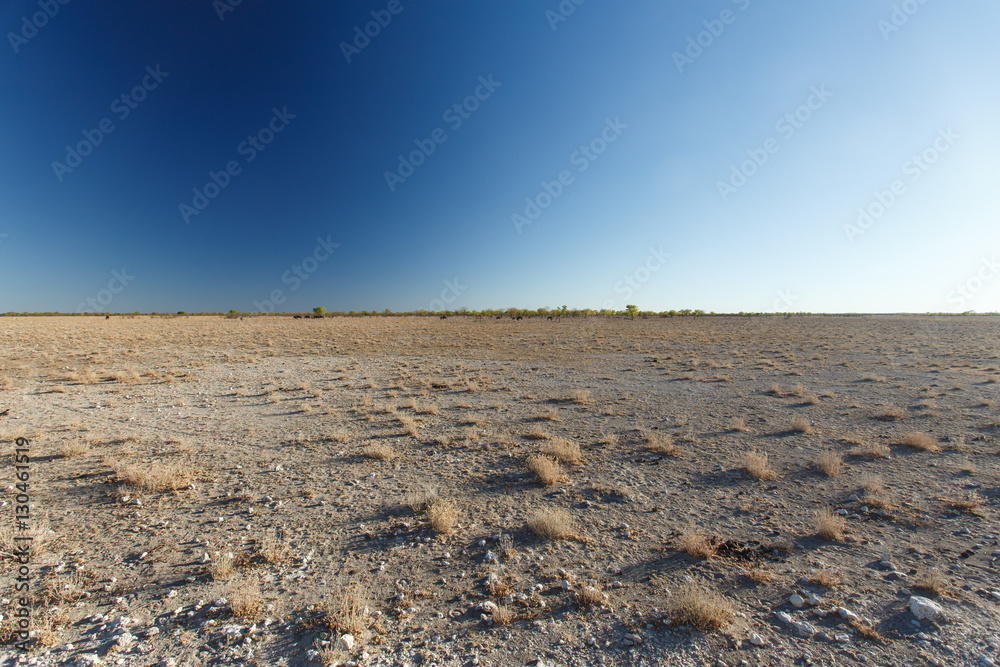 Naklejka premium Etosha Safari Park in Namibia