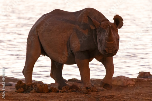 Black Rhino - Etosha Safari Park in Namibia