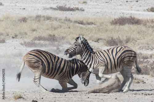 Zebra Fight - Etosha  Namibia