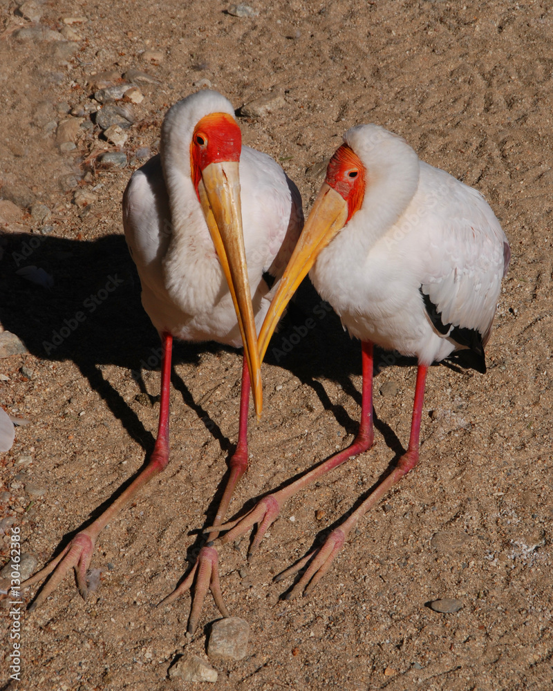Fototapeta premium Storks in love