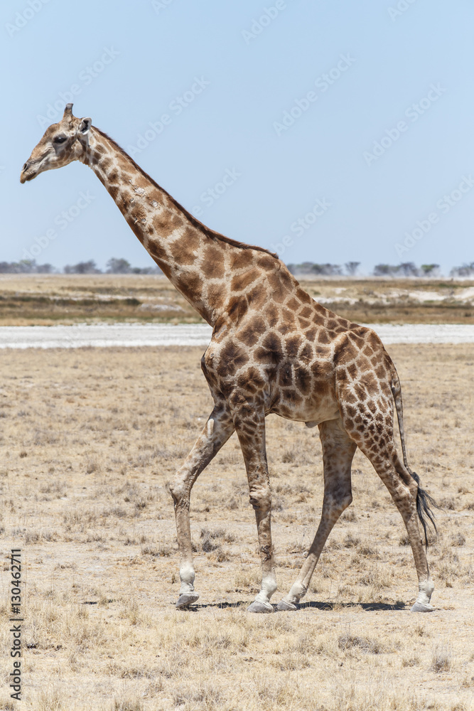 Obraz premium Giraffe - Etosha Safari Park in Namibia