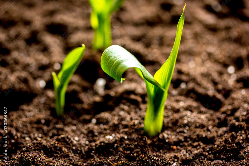 Concept appearance of life - sprout from soil close up Concept appearance of life - sprout from soil close up