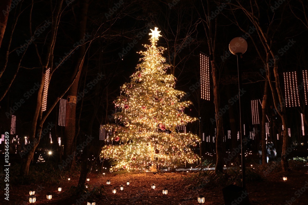 森の中のクリスマス/森の中のクリスマスツリーとイルミネーション ...