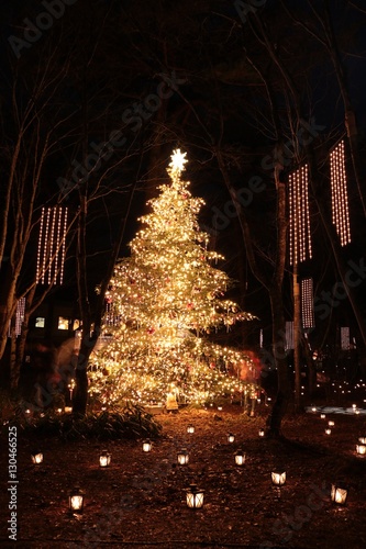 森の中のクリスマス/森の中のクリスマスツリーとイルミネーション