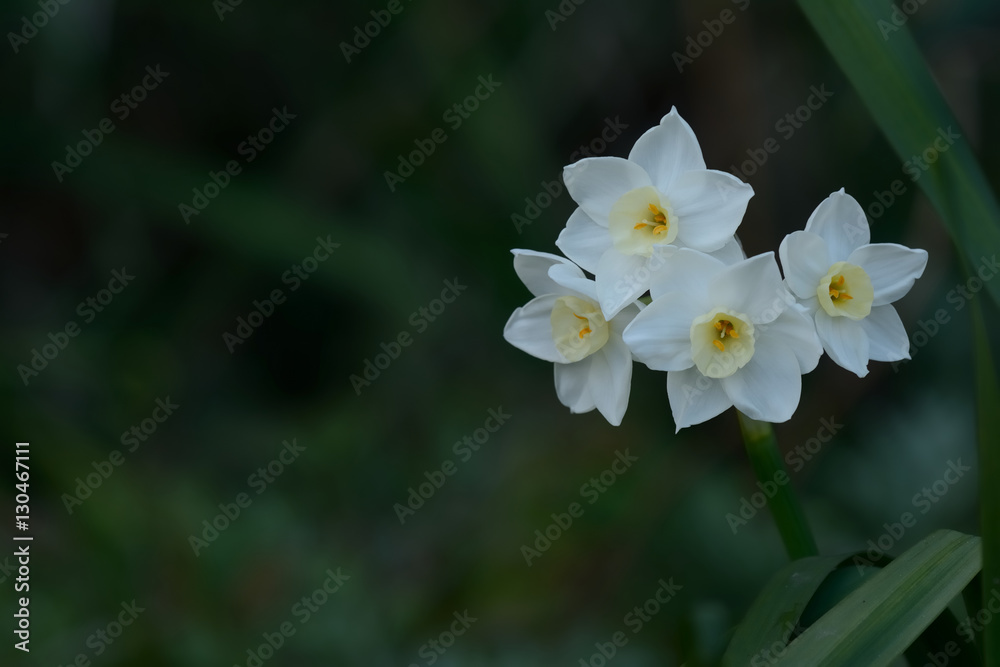水仙の花
水仙の花