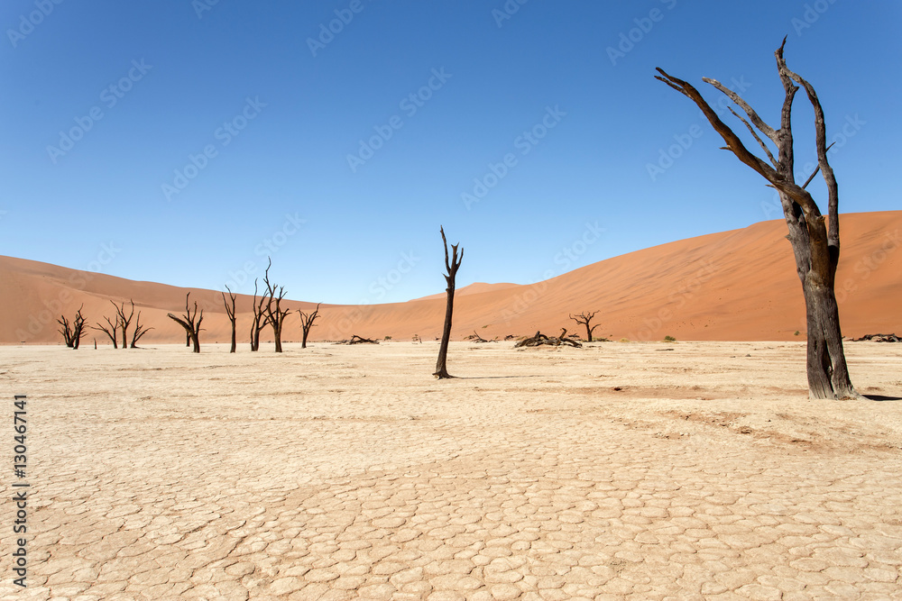 Dead Vlei - Sossusvlei, Namibia