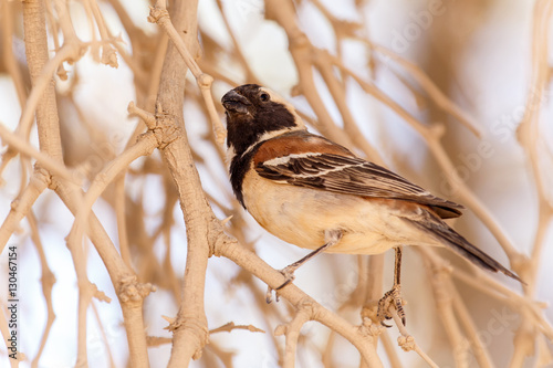 Male Sociable Weaver Bird, Namibia photo