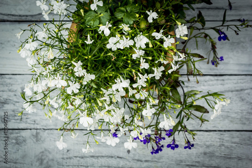 Beautiful bloomng lobelia on vintage wooden painted background, © JulietPhotography