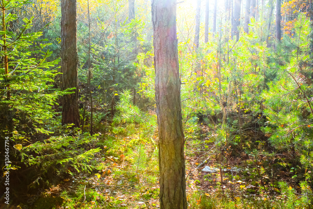 Fototapeta premium Autumn in the forest, Poland, Lower Silesia