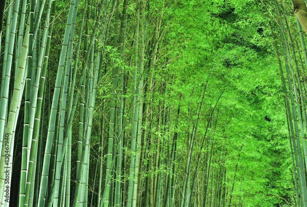 Fototapeta premium ライトアップの竹林