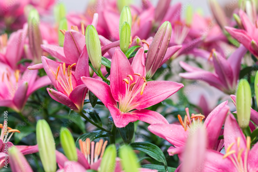 beautiful pink lilly flower in the garden