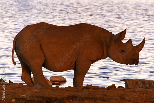 Black Rhino - Etosha Safari Park in Namibia