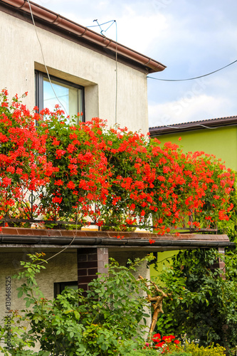 Fototapeta Naklejka Na Ścianę i Meble -  Red geranium flowers in pots on thebalcony of a family house