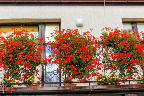 Red geranium flowers in pots on thebalcony of a family house