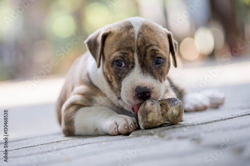 Fototapeta Naklejka Na Ścianę i Meble -  pitbull puppy dog