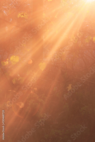 Beautiful beams of sun in the forsest, close up photo