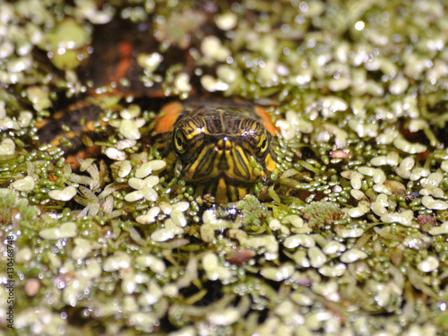 head of water turtle living in the wild with many tiny aquatic plants and light reflections