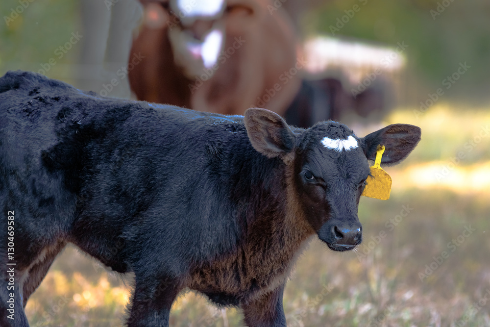 Angus crossbred calf with cow in background Angus crossbred calf with cow in background