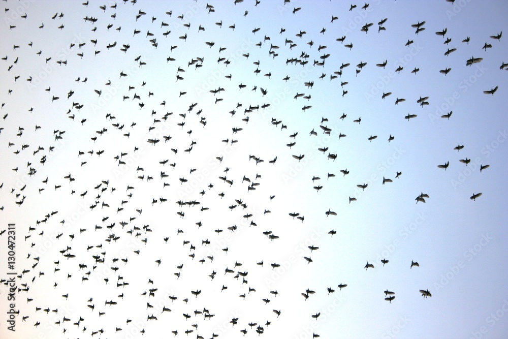 Obraz premium flying birds