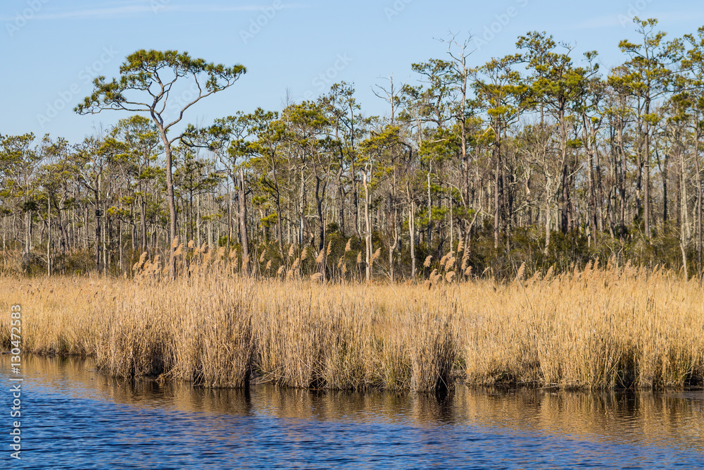 Brown reeds in swamp in the winter bird migration season at Mackay Island National Wildlife Refuge located on Knotts Island in North Carolina. Brown reeds in swamp in the winter bird migration season at Mackay Island National Wildlife Refuge located on Knotts Island in North Carolina.