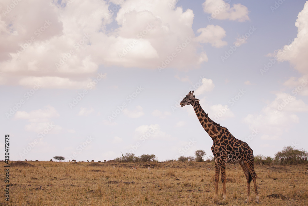 Obraz premium Giraffes in masai mara in kenya africa