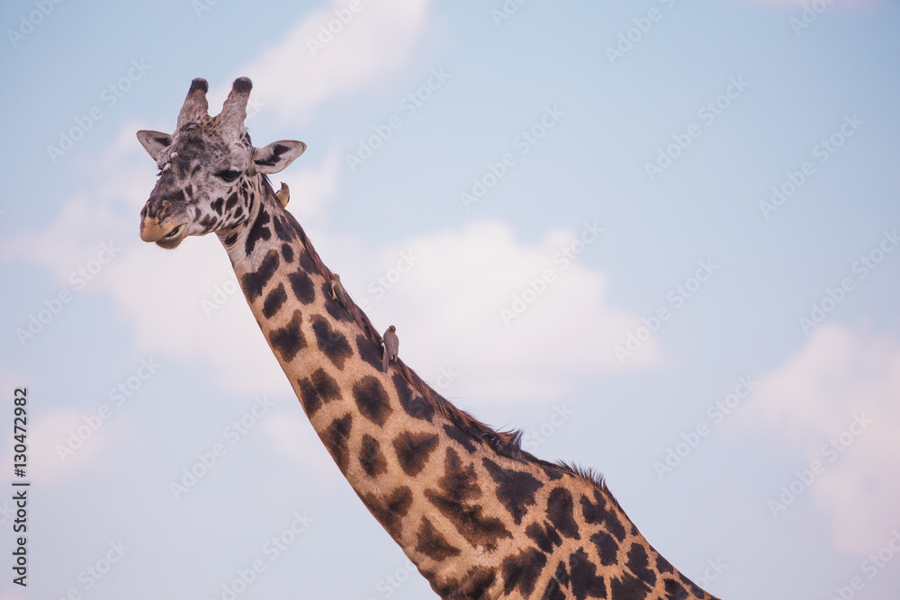 Giraffes in masai mara in kenya africa