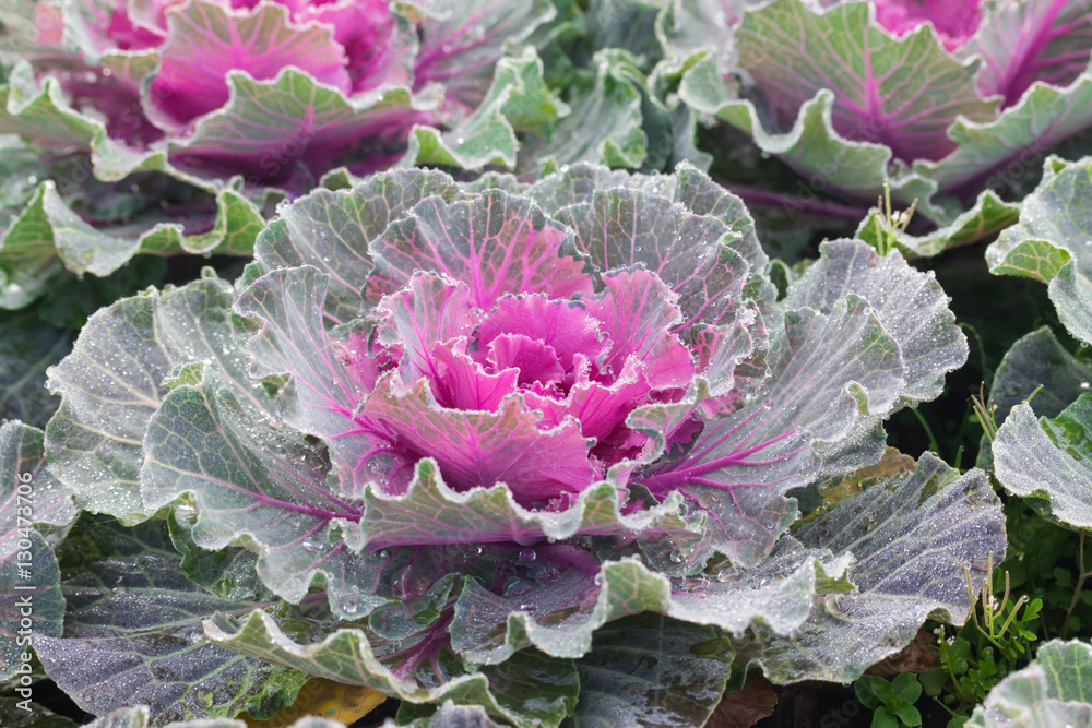 Obraz premium beautiful cabbage flower in garden 