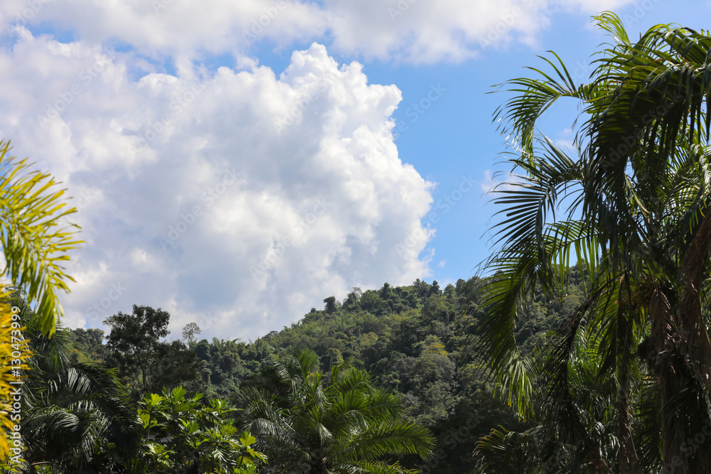 tropical landscape with the sky and vegetation