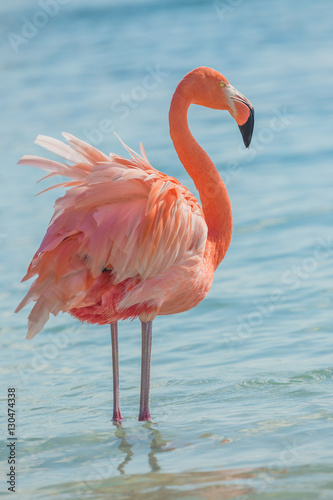 One flamingo on the beach