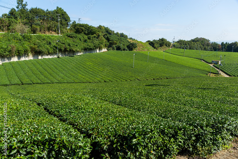 Tea plantation field
