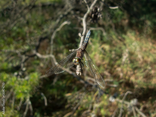 Ruby Meadowhawk (Sympetrum Rubicundulum) dragonfly perched on branch and leaf photo