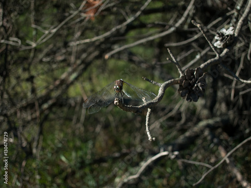 Ruby Meadowhawk (Sympetrum Rubicundulum) dragonfly perched on branch and leaf photo