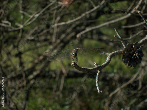 Ruby Meadowhawk (Sympetrum Rubicundulum) dragonfly perched on branch and leaf photo