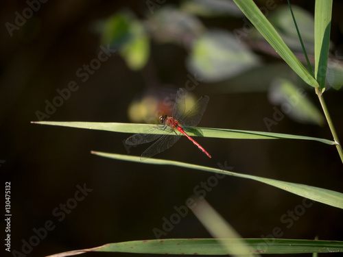Ruby Meadowhawk (Sympetrum Rubicundulum) dragonfly on leaf in meadow photo