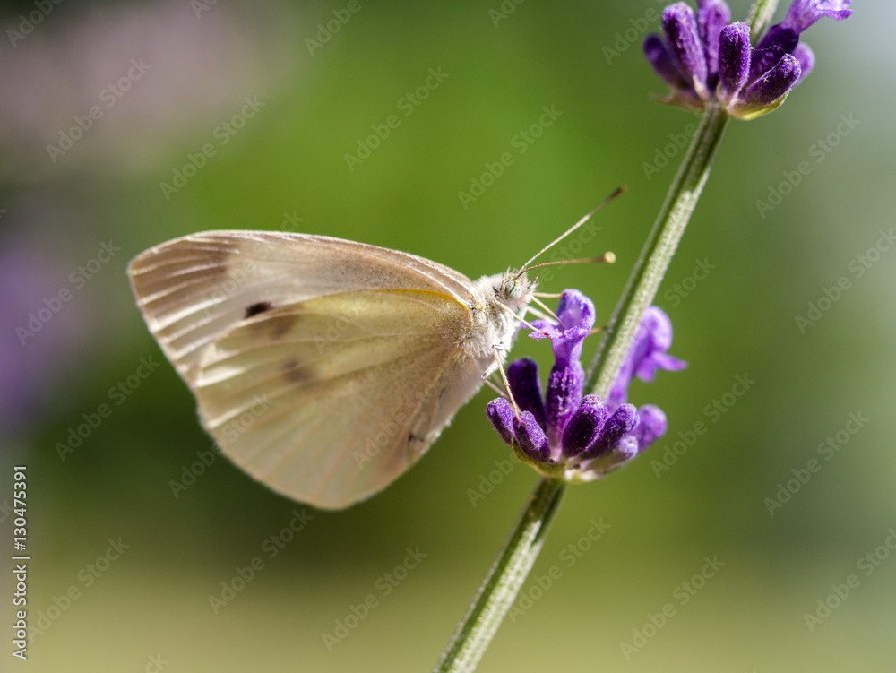 Fototapeta premium Cabbage White (Pieris rapae) drinking nectar from a purple flower