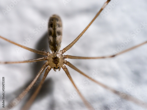 Long Bodied Cellar Spider (Pholcus phalangiodes) close up macro